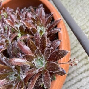 A baby succulent in a peat type of pot.
